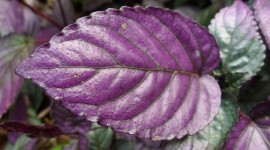 Purple Leaves Wallpaper