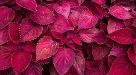 Purple Leaves Wallpaper For PC