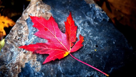 Red Leaves wallpapers high quality