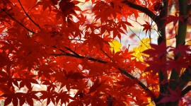 Red Leaves Desktop Wallpaper