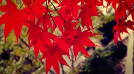 Red Leaves Photo
