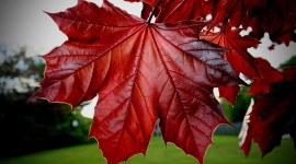 Red Leaves Photo Free