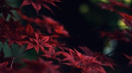 Red Leaves Wallpaper Download