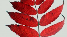 Red Leaves Wallpaper For Android