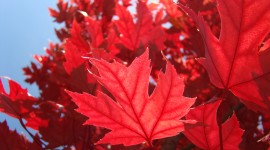 Red Leaves Wallpaper For Desktop