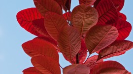 Red Leaves Wallpaper For Mobile