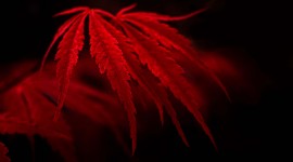 Red Leaves Wallpaper Full HD