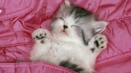 Sleeping Kittens Best Wallpaper
