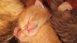 Sleeping Kittens Pics