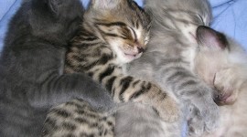 Sleeping Kittens Wallpaper For Desktop
