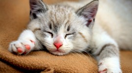 Sleeping Kittens Wallpaper Full HD