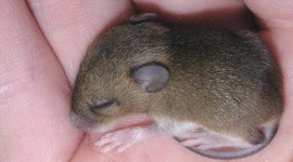 Sleeping Mouse Photo Download
