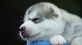Sleeping Puppies Desktop Wallpaper