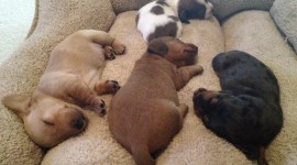 Sleeping Puppies Photo#1