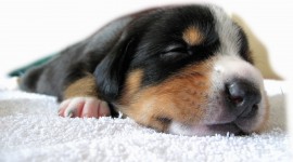 Sleeping Puppies Wallpaper Download