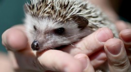 Small Hedgehogs Wallpaper For PC