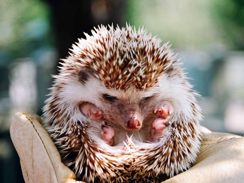 Small Hedgehogs wallpapers HD