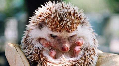 Small Hedgehogs wallpapers high quality