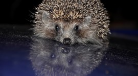 Small Hedgehogs Wallpaper HQ#1