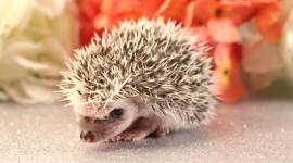 Small Hedgehogs Wallpaper HQ#3