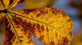 Yellow Leaves Desktop Wallpaper