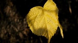 Yellow Leaves Desktop Wallpaper HD