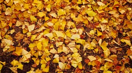 Yellow Leaves Photo Download