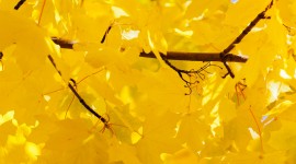 Yellow Leaves Wallpaper