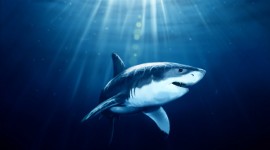 4K Shark Desktop Wallpaper For PC