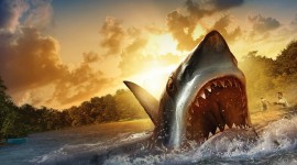 4K Shark Desktop Wallpaper HD