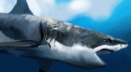 4K Shark Wallpaper For Desktop