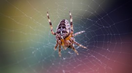 4K Spiders Desktop Wallpaper
