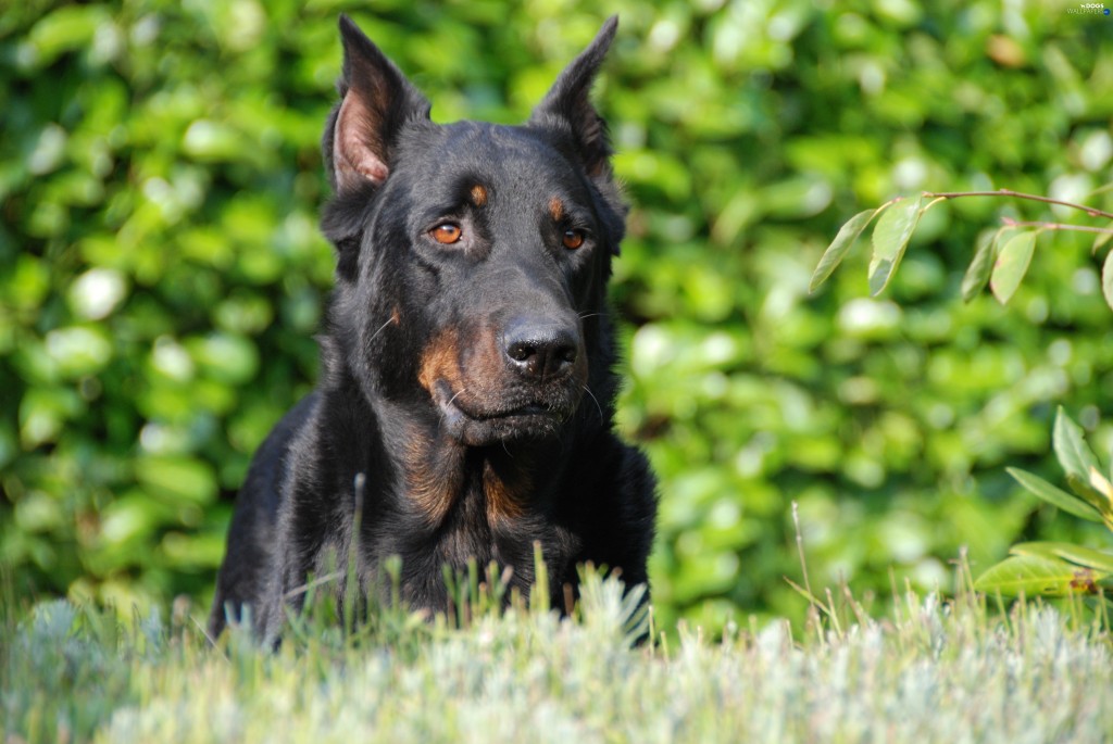 Beauceron wallpapers HD