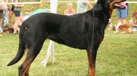 Beauceron Wallpaper For PC