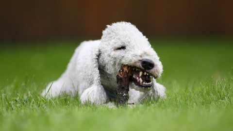 Bedlington Terrier wallpapers high quality