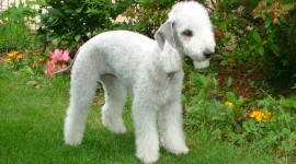 Bedlington Terrier Photo