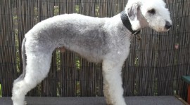 Bedlington Terrier Photo Download