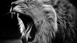 Black And White Animals Photo Download