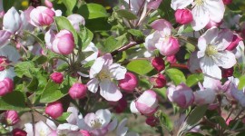 Blooming Apple Trees Photo