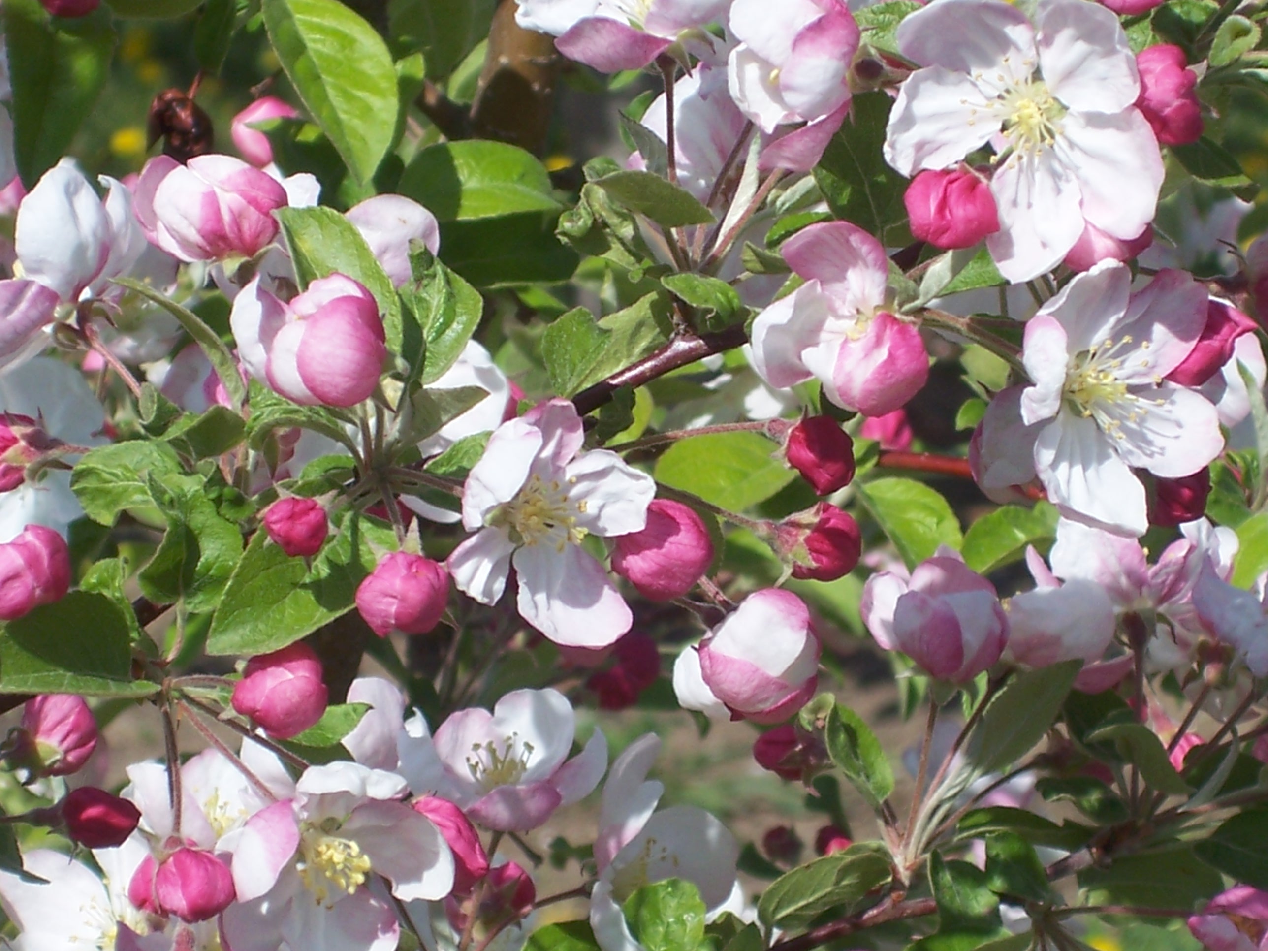 blooming-apple-trees-wallpapers-high-quality-download-free