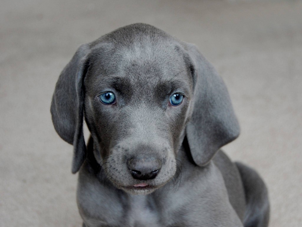 Blue Lacy wallpapers HD