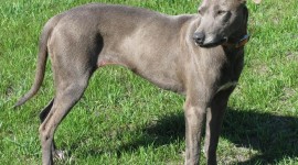 Blue Lacy Photo Download