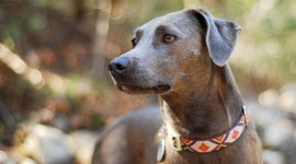 Blue Lacy Wallpaper Download