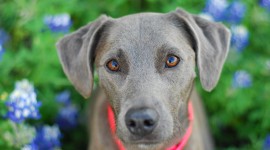 Blue Lacy Wallpaper Download Free