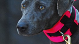 Blue Lacy Wallpaper For IPhone