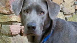 Blue Lacy Wallpaper For PC