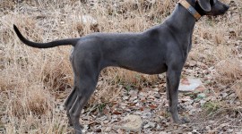 Blue Lacy Wallpaper Gallery