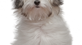Bolognese Dog Wallpaper For IPhone