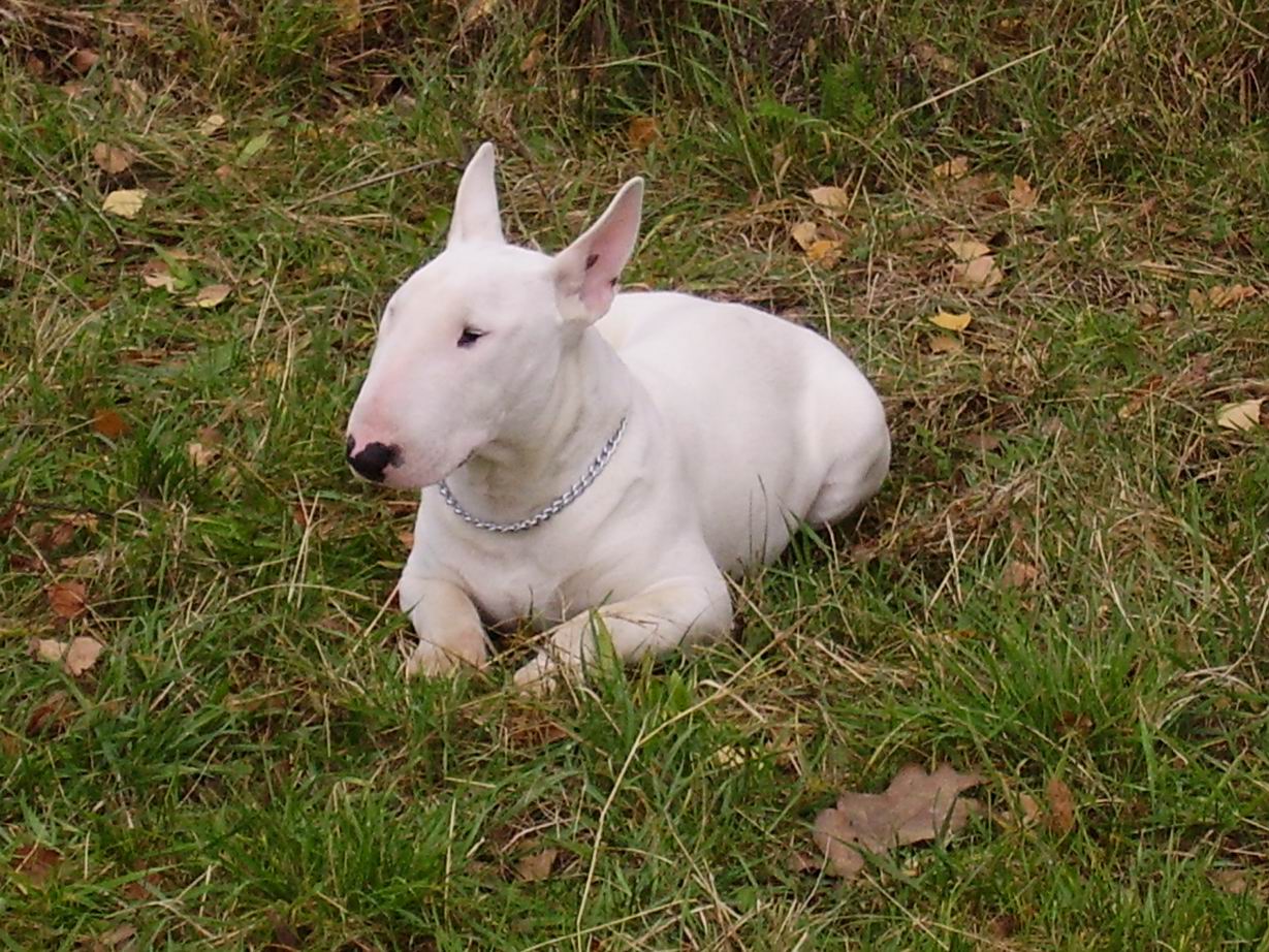 Bull Terrier Wallpapers High Quality | Download Free