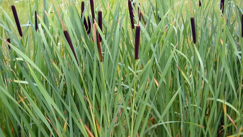 Bulrush wallpapers high quality
